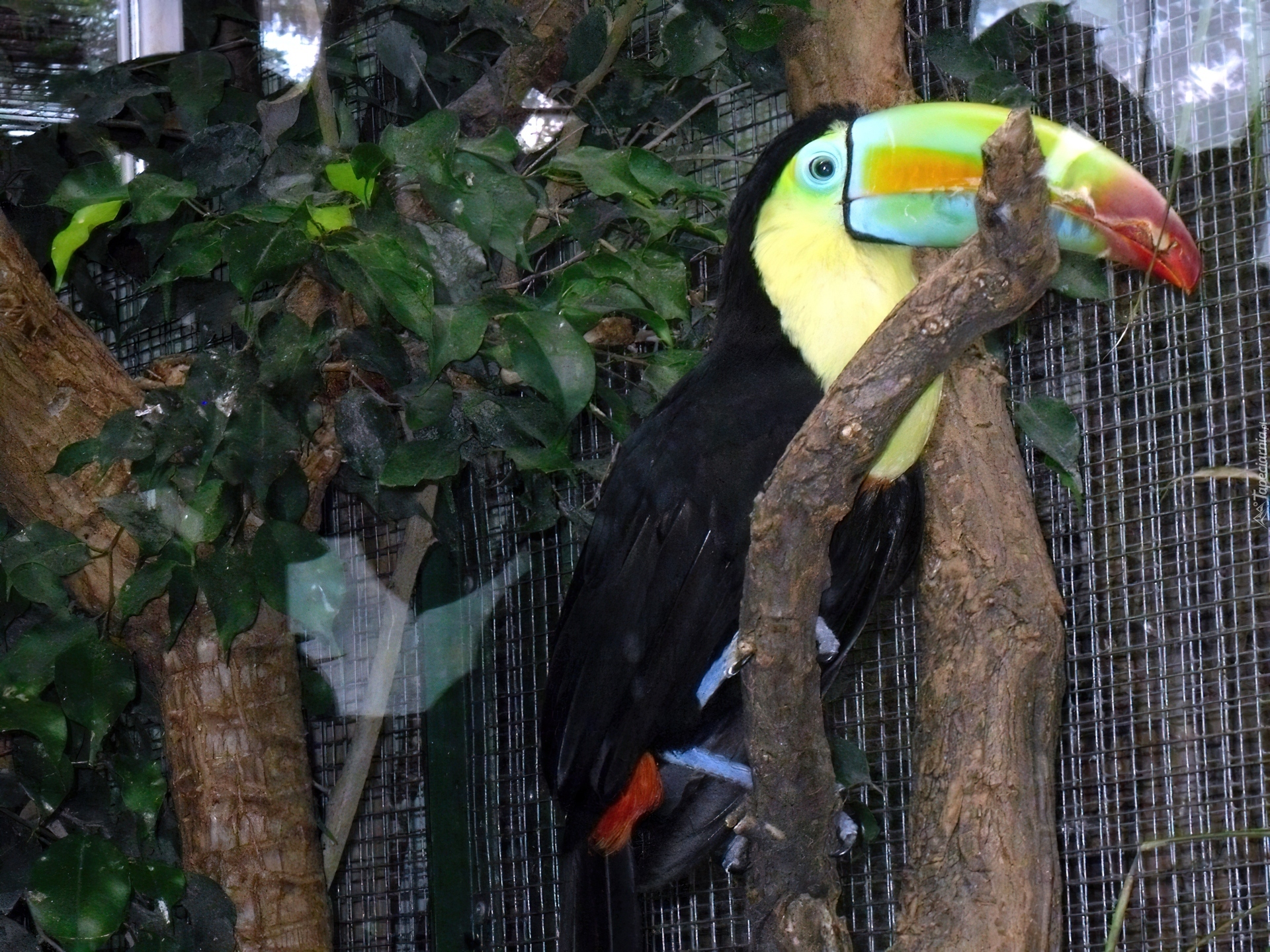 Tukan, ZOO