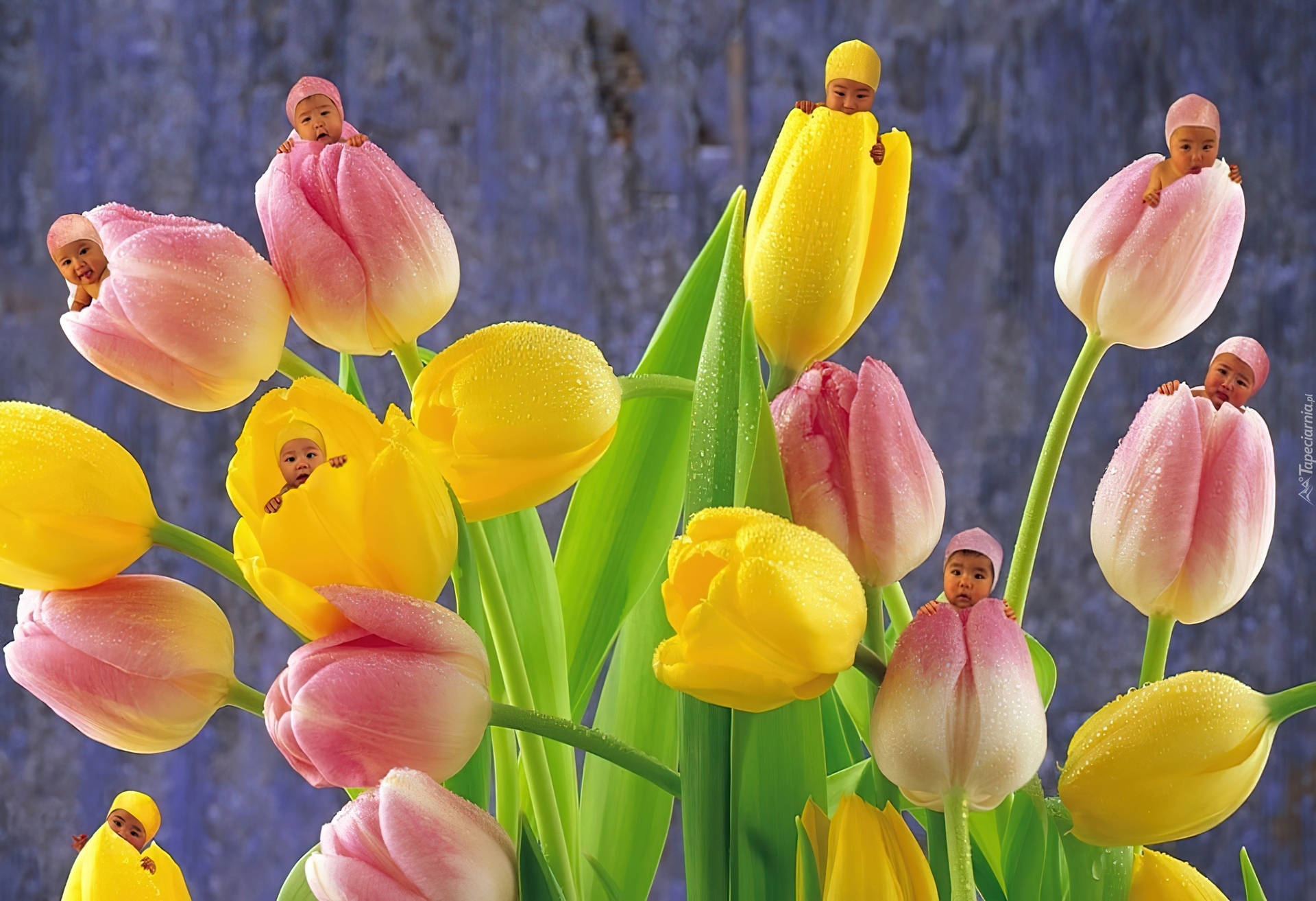 Małe, Dzieci, Tulipany