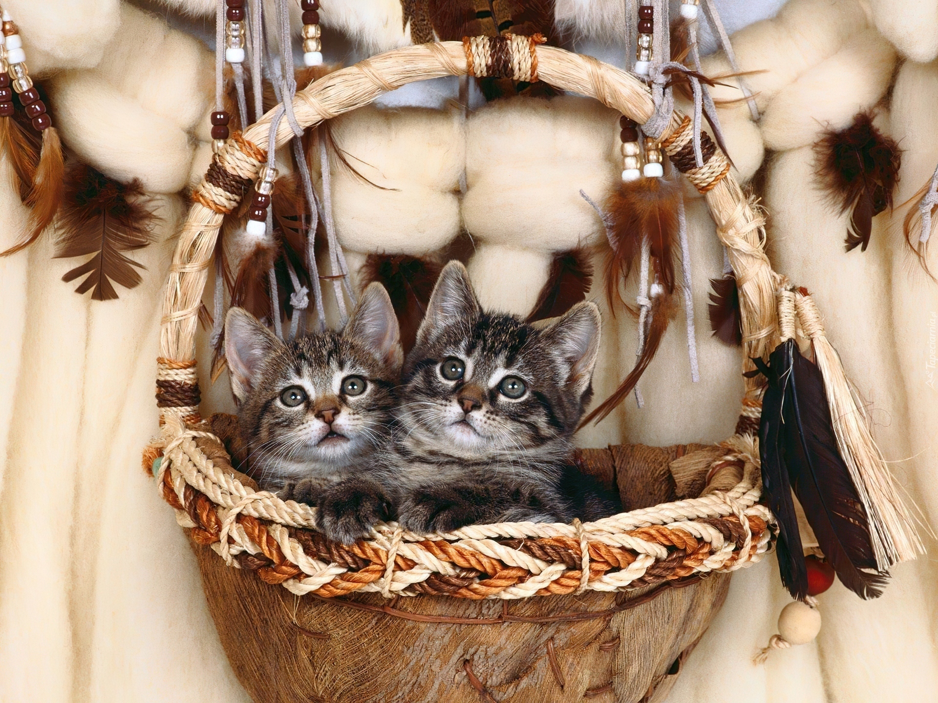 Kotki w koszyku