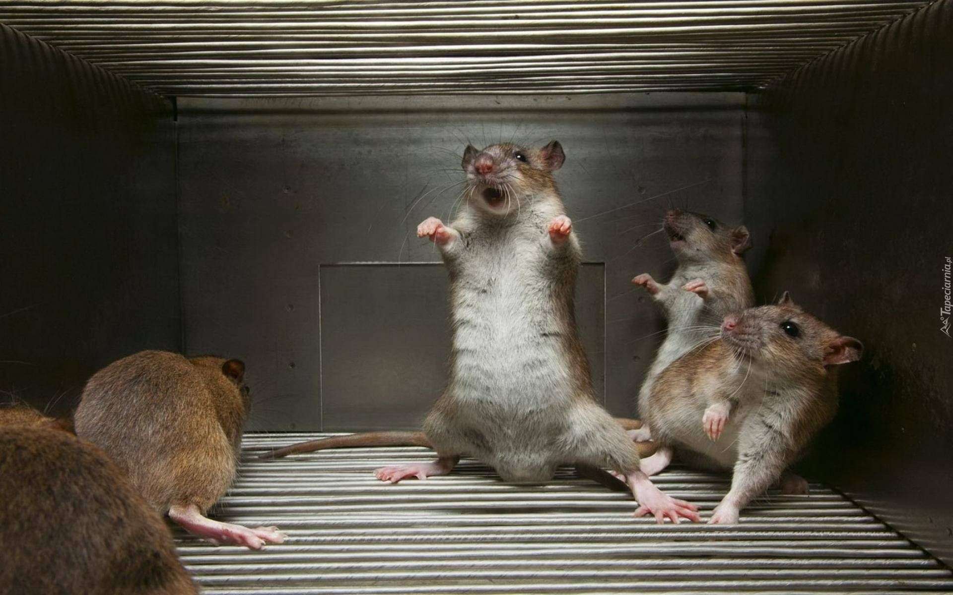 Taniec, Szczury