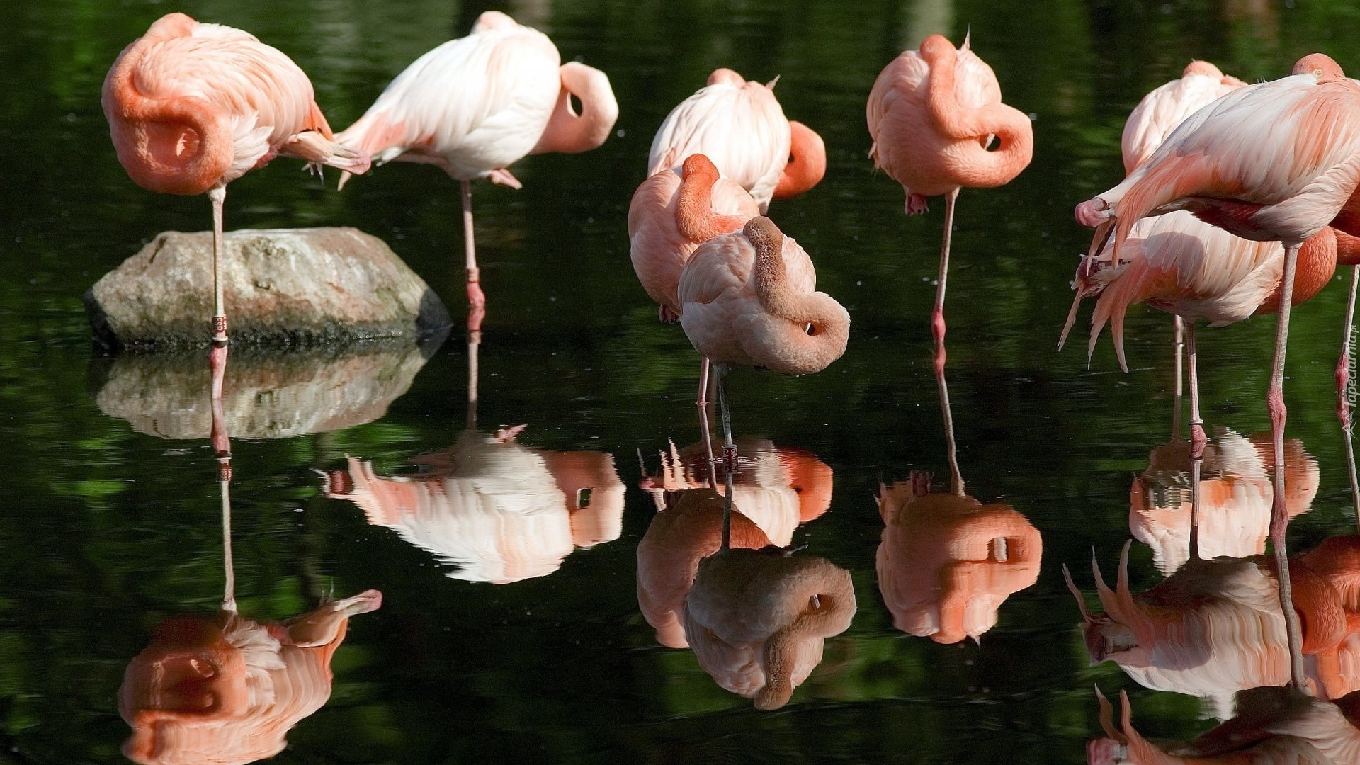 Ptaki, Flamingi