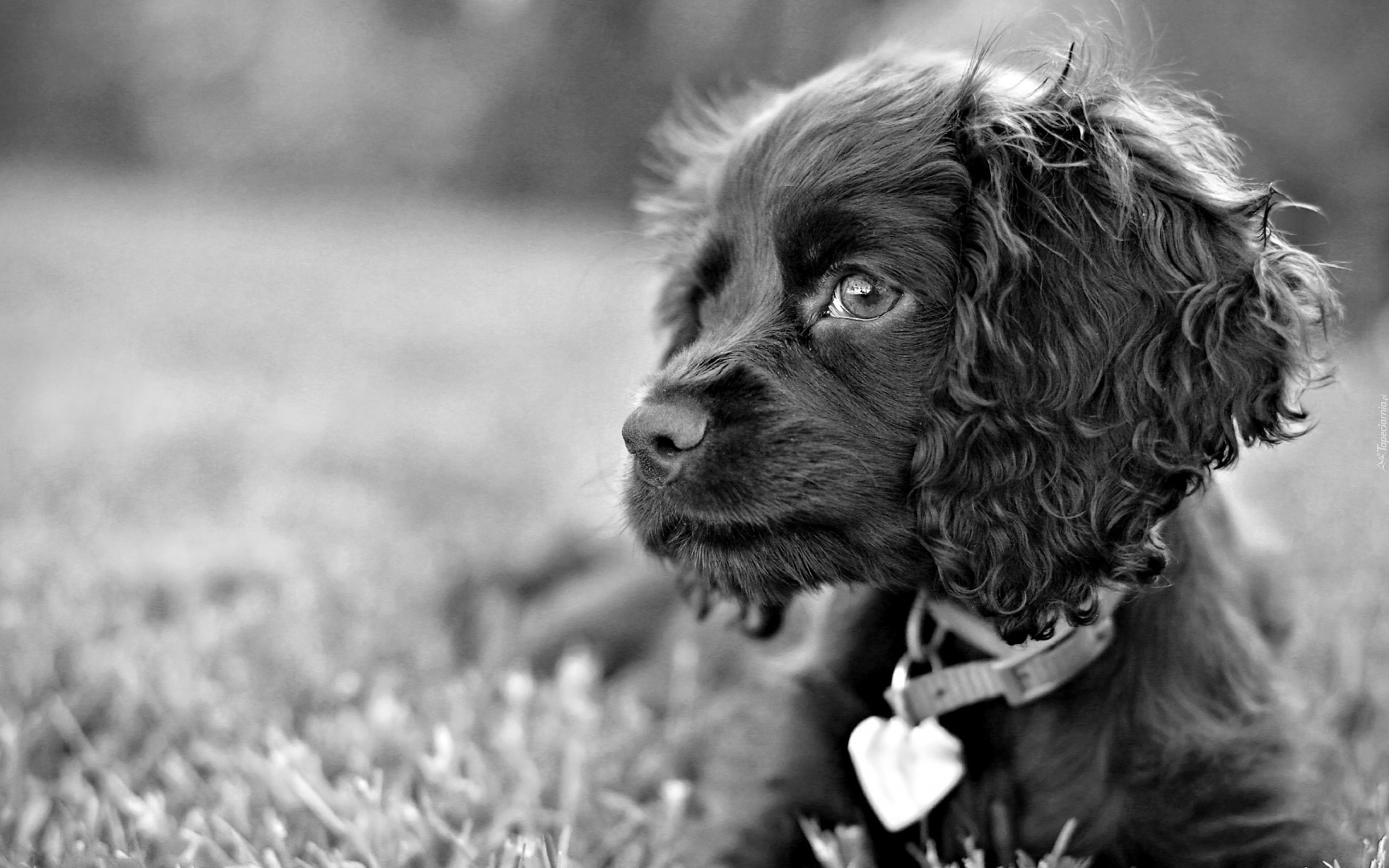 Pies, Uszy, Obroża, Cocker spaniel angielski