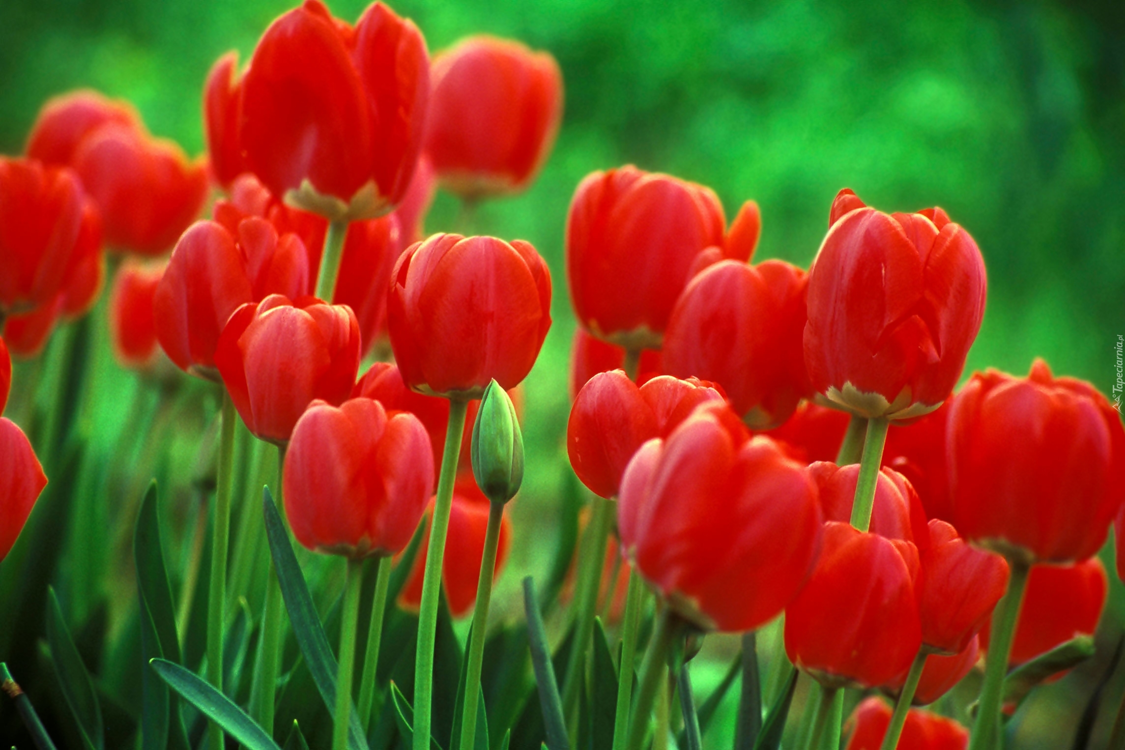 Czerwone, Tulipany