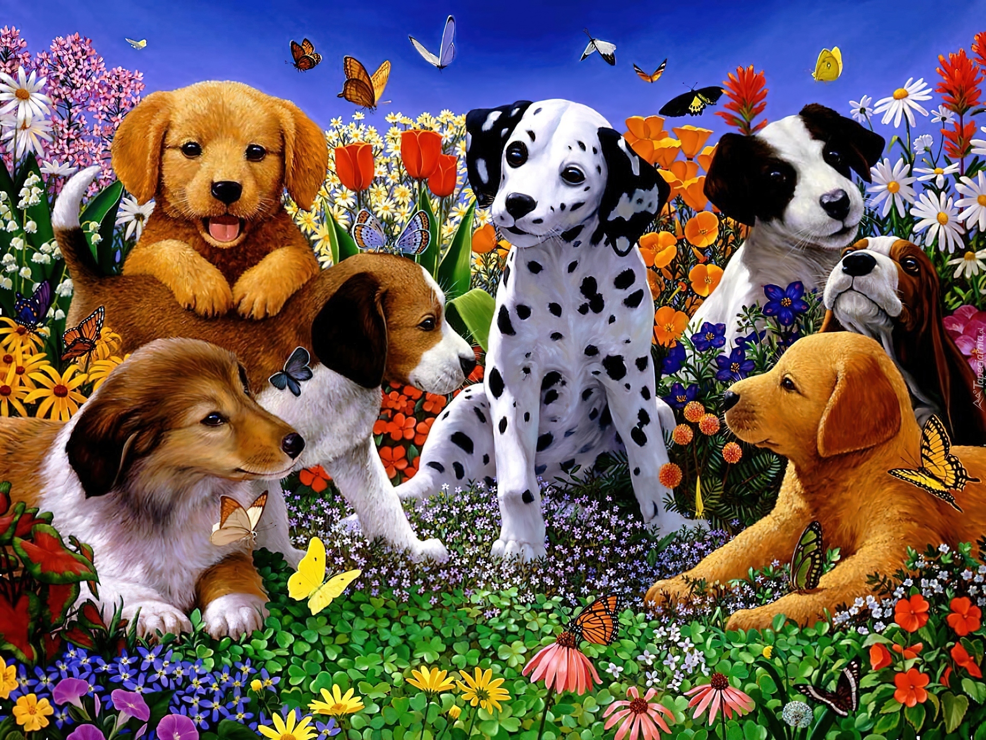 Pieski, Różne, Rasy, Motyle, 2D