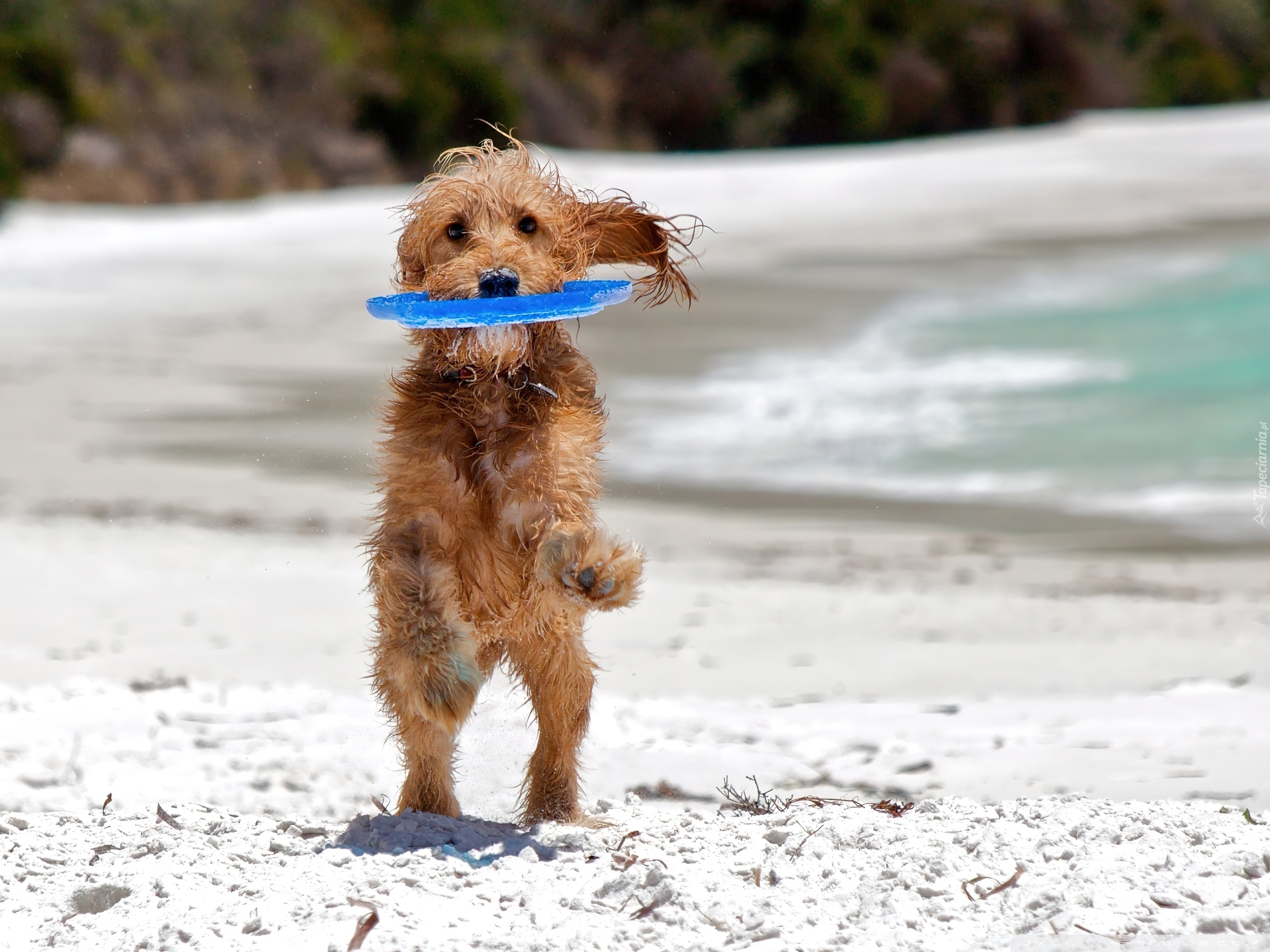 Pies, Frisbee, Zabawa
