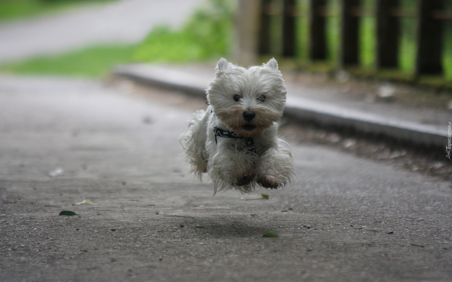 Terrier, Skok