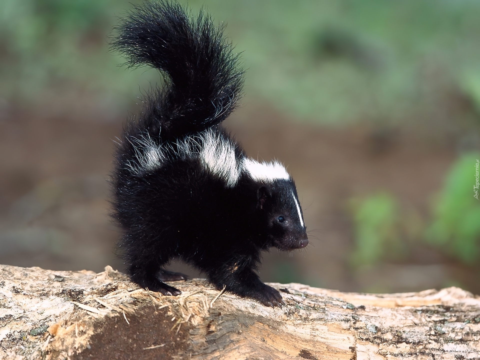 Mały, Skunks