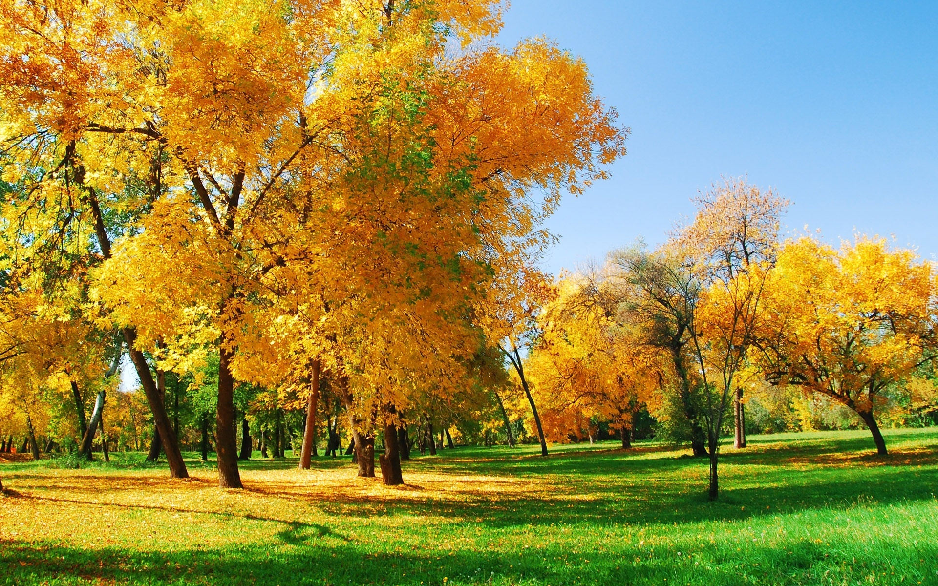Złota, Jesień, Żółte, Drzewa