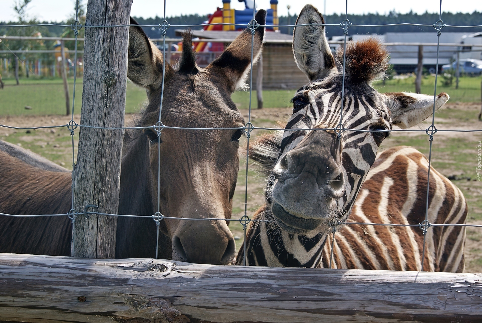 Zebra, Osioł