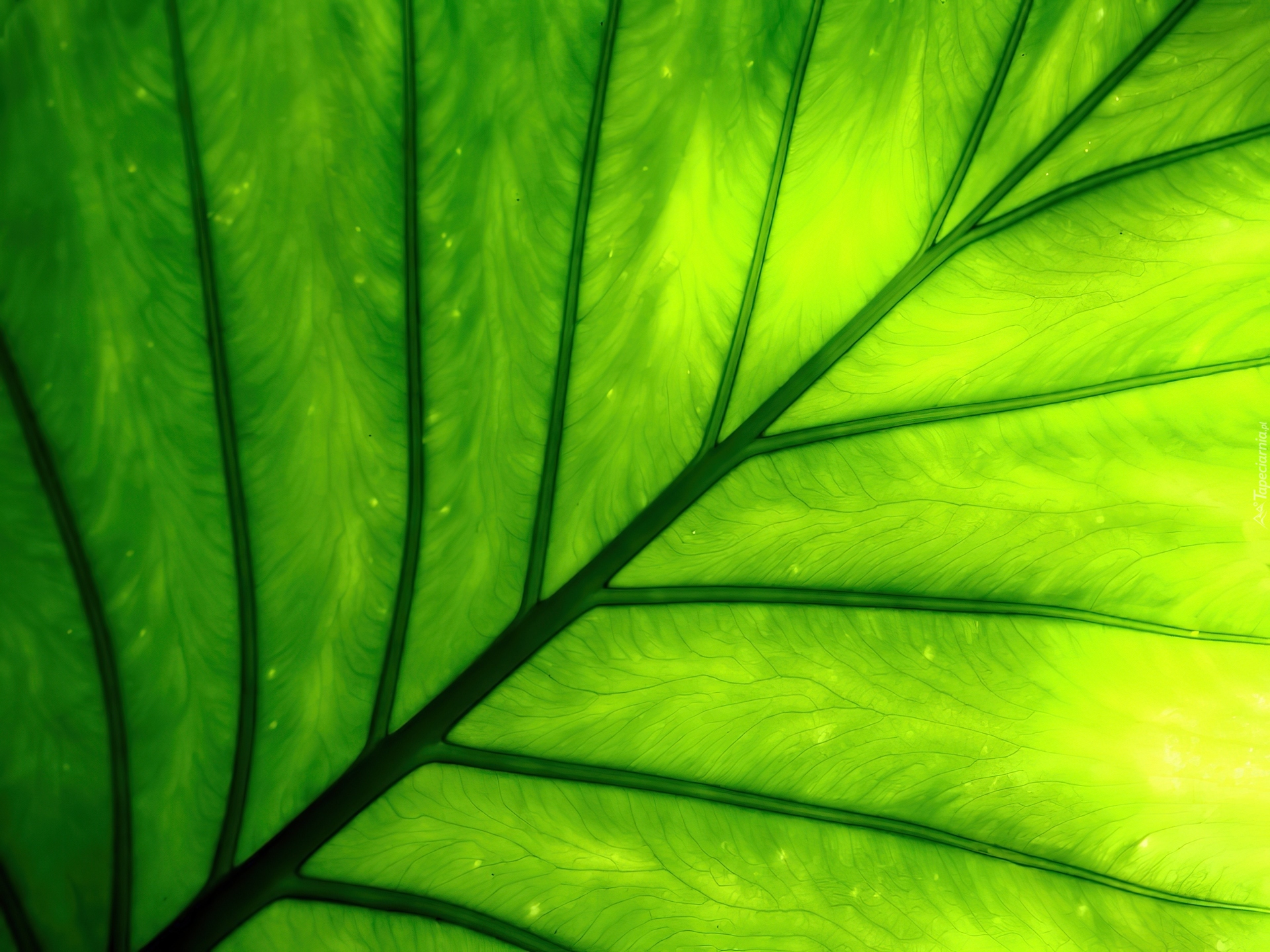 Особое вещество зеленого цвета в растениях. Хлорофилл в зелени. Зеленый лист. Зелёные растения. Листья растений.