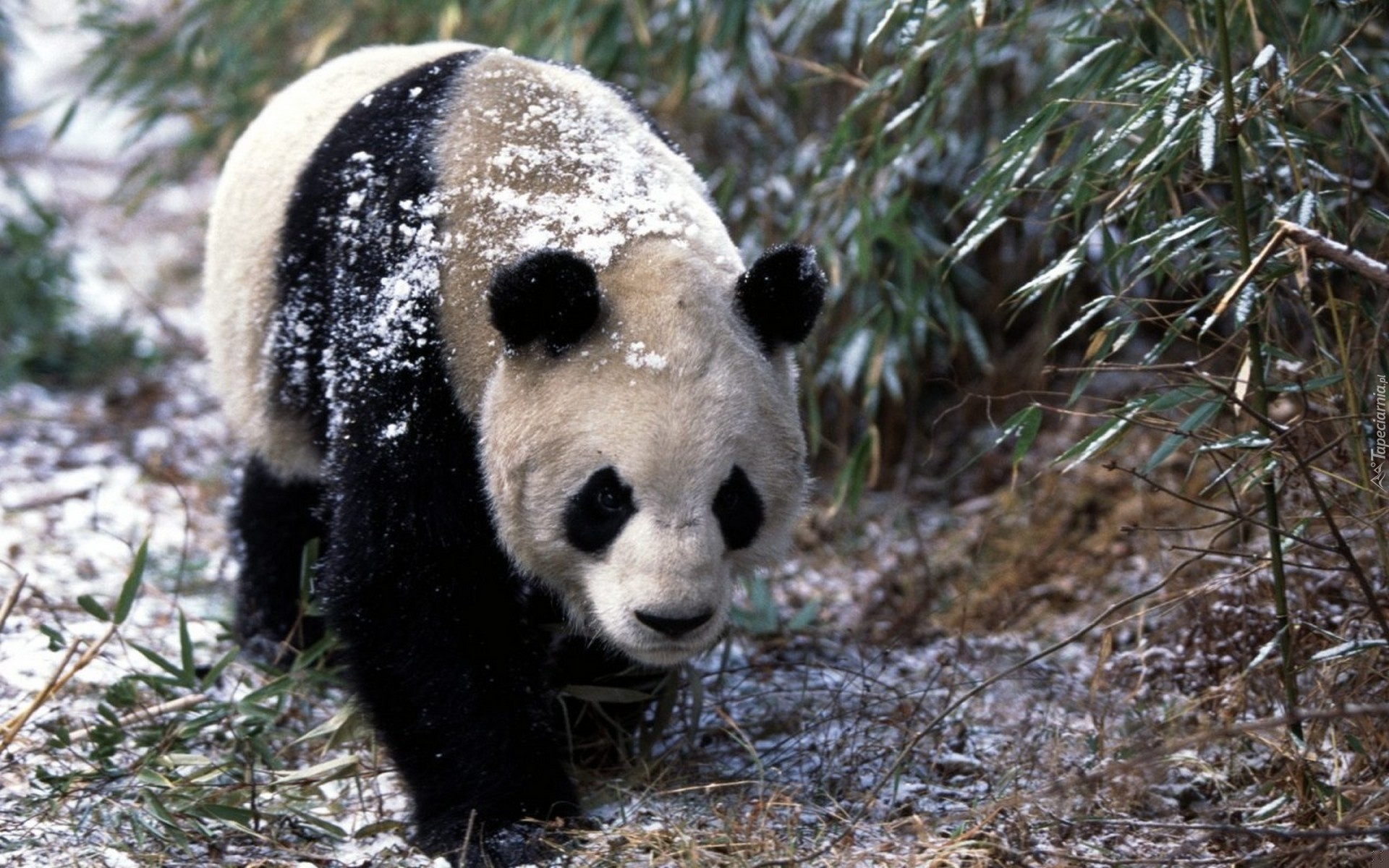 Miś, Panda, Śnieg