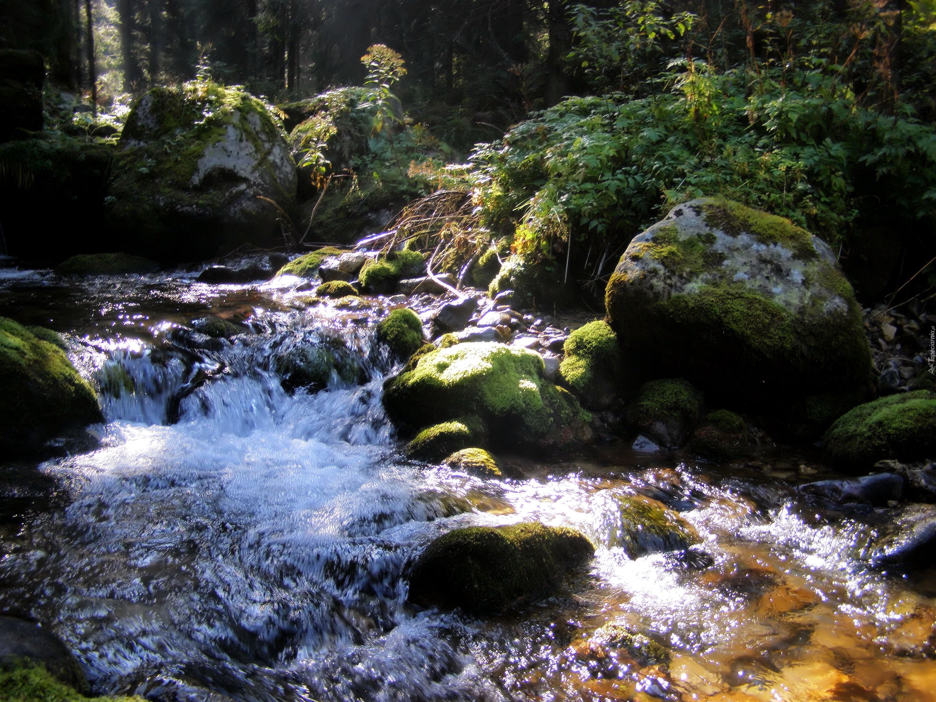 Potok, Tatry