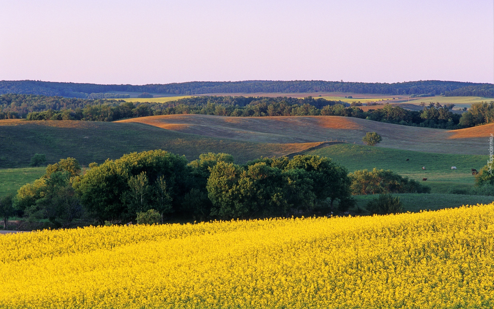 Wzgórza, Drzewa, Krajobraz