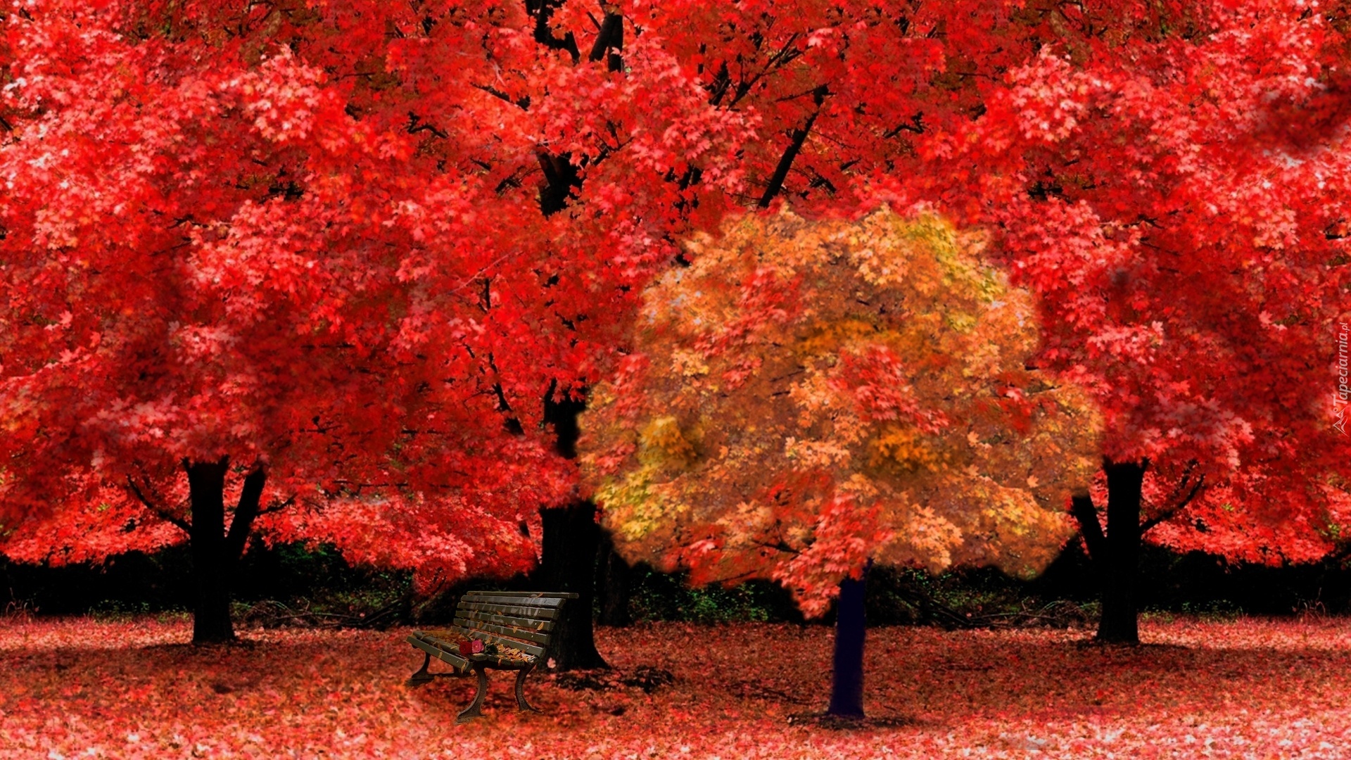 Jesień, Czerwone, Drzewa, Ławeczka