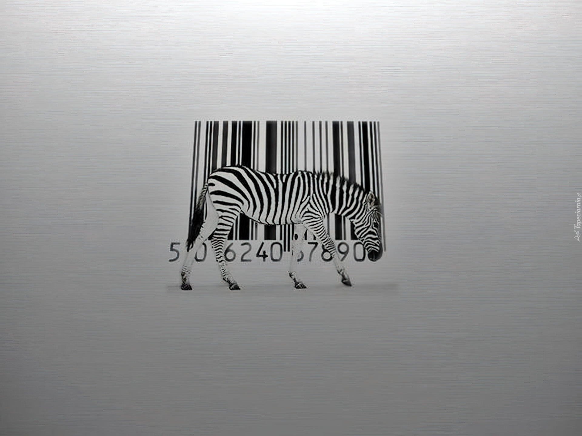 Zebra, Kod, Kreskowy
