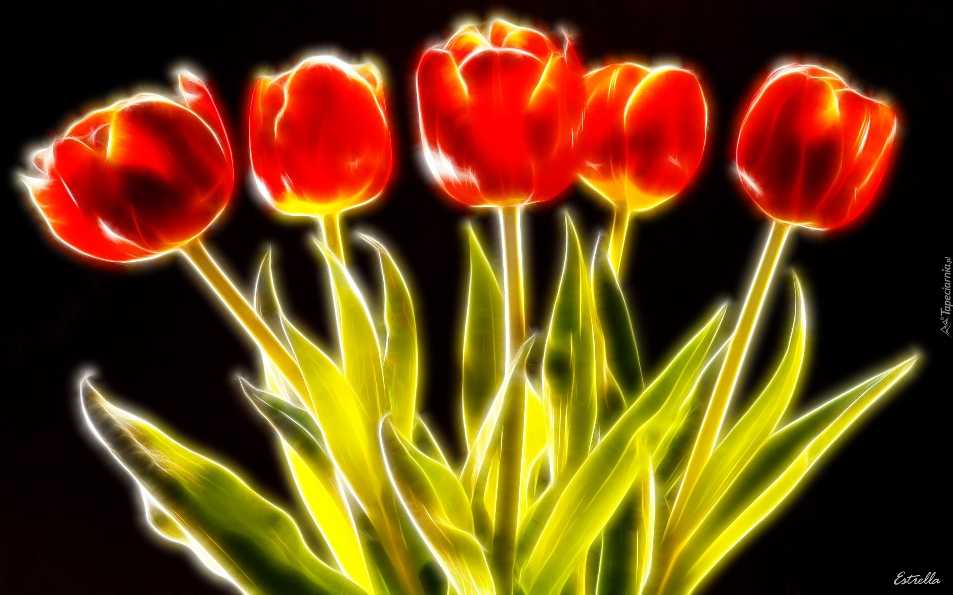 Sześć, Tulipanów, 3D