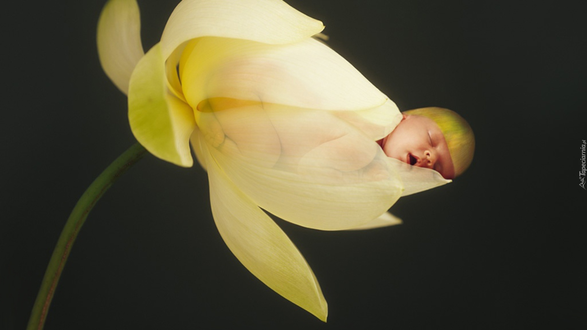 Kwiatek, Niemowlę, Anne Geddes