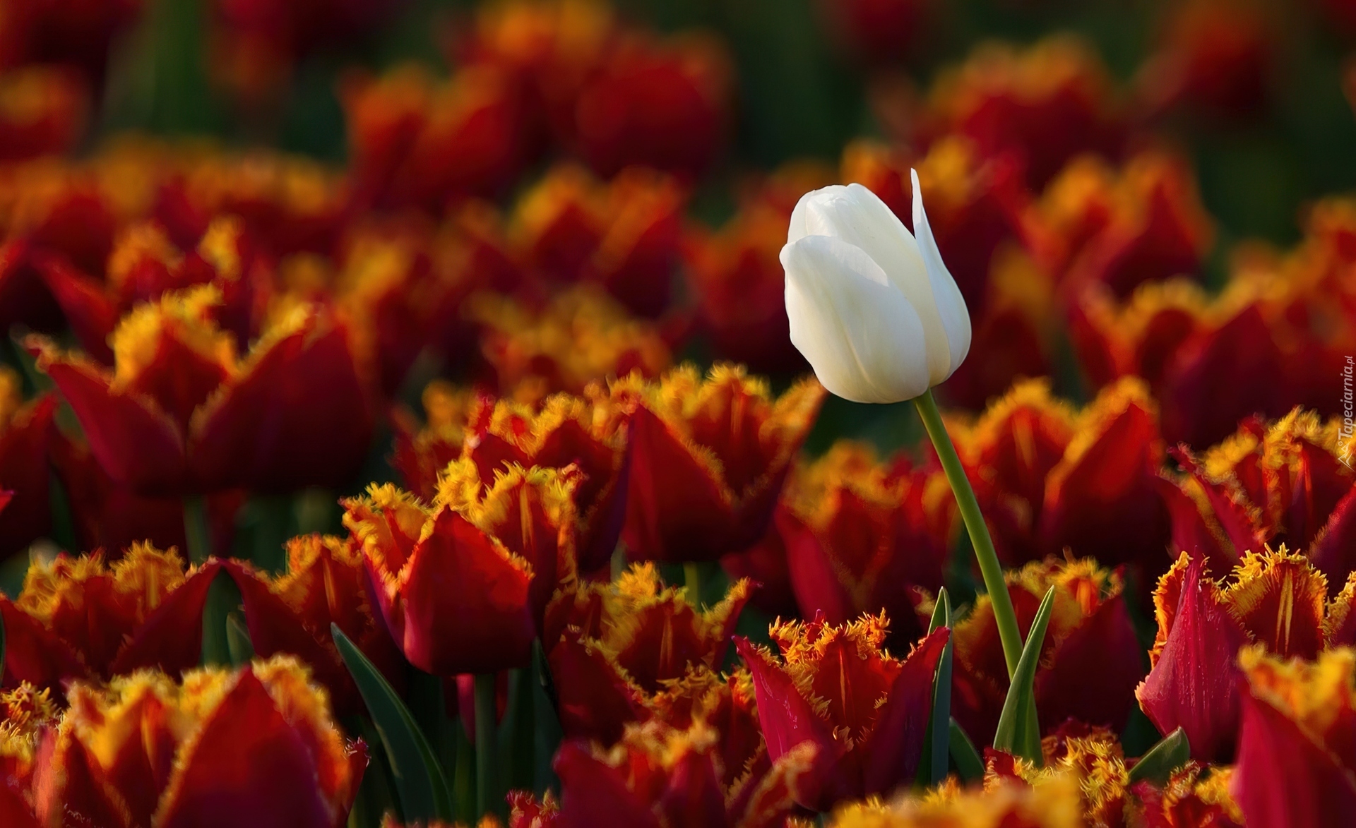 Wyróżniający Się, Tulipan