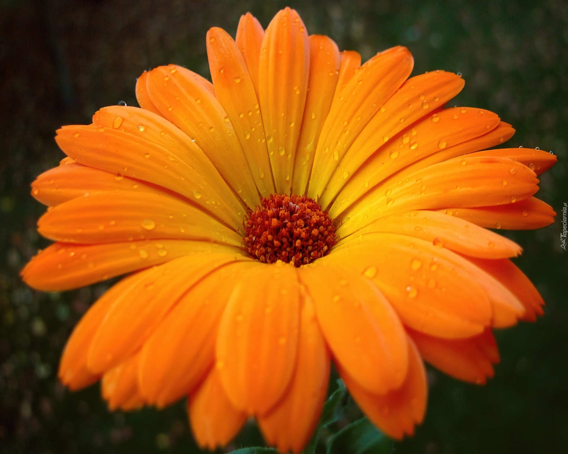 Pomarańczowa, Gerbera