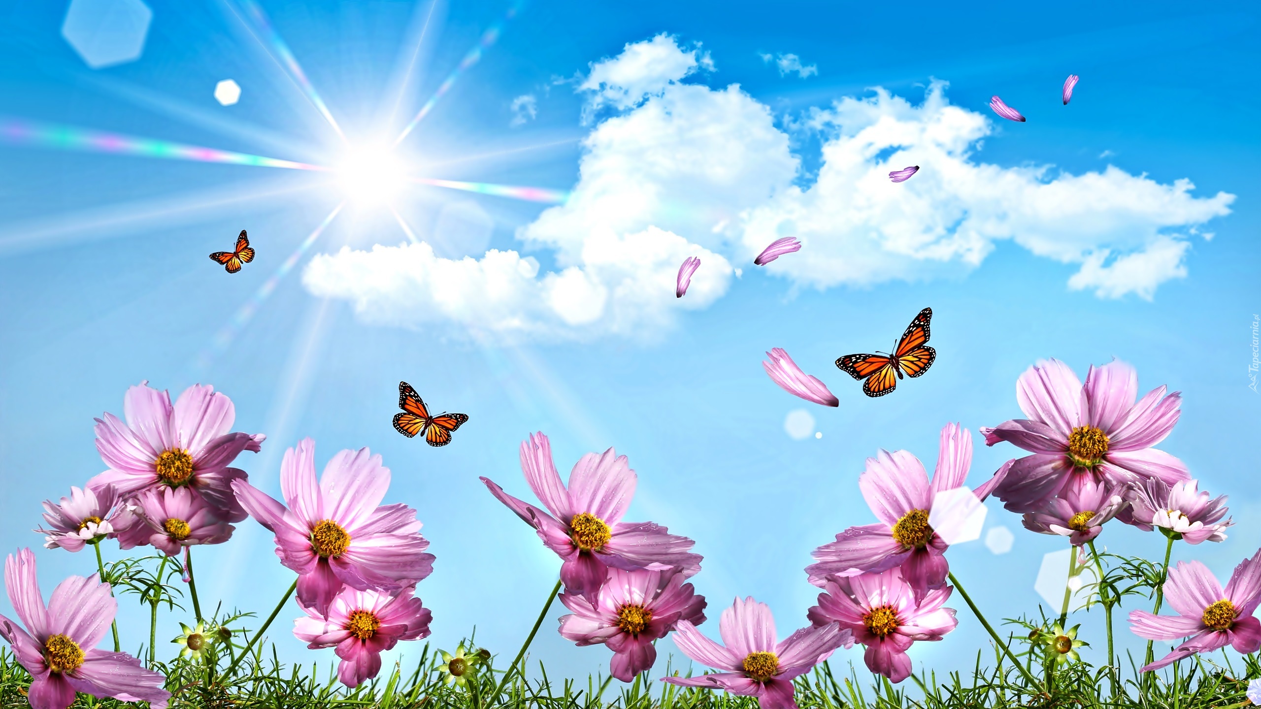Niebo, Motyle, Kwiaty