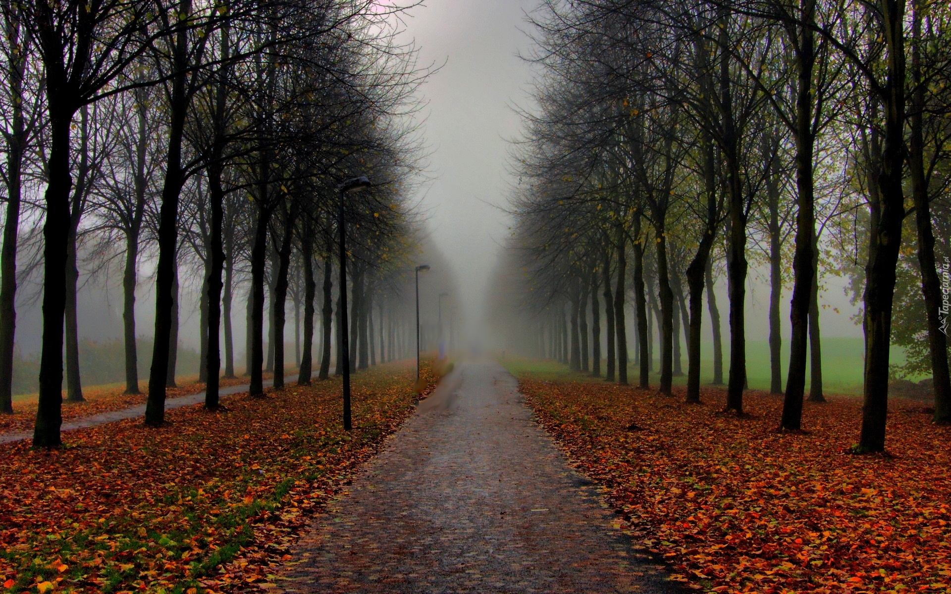 Park, Jesień, Droga, Gołe, Drzewa