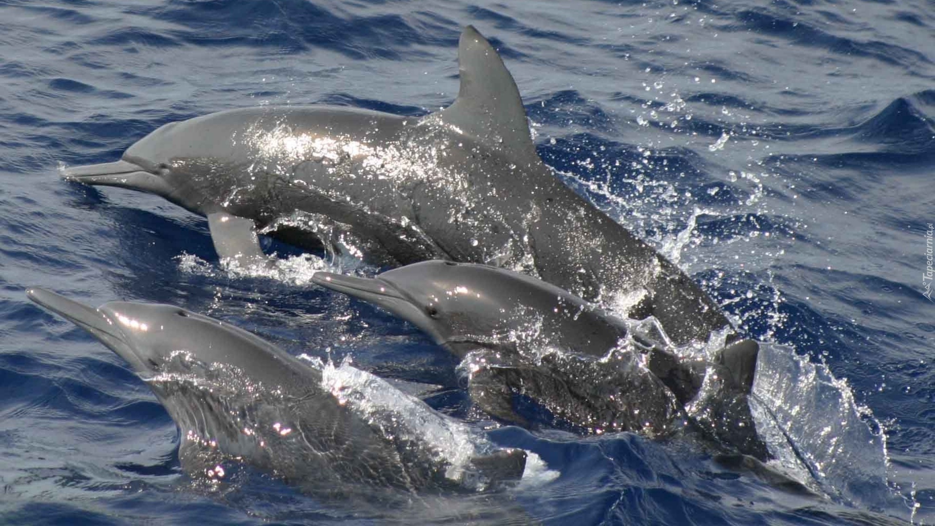 Rodzinka, Delfinów, Woda