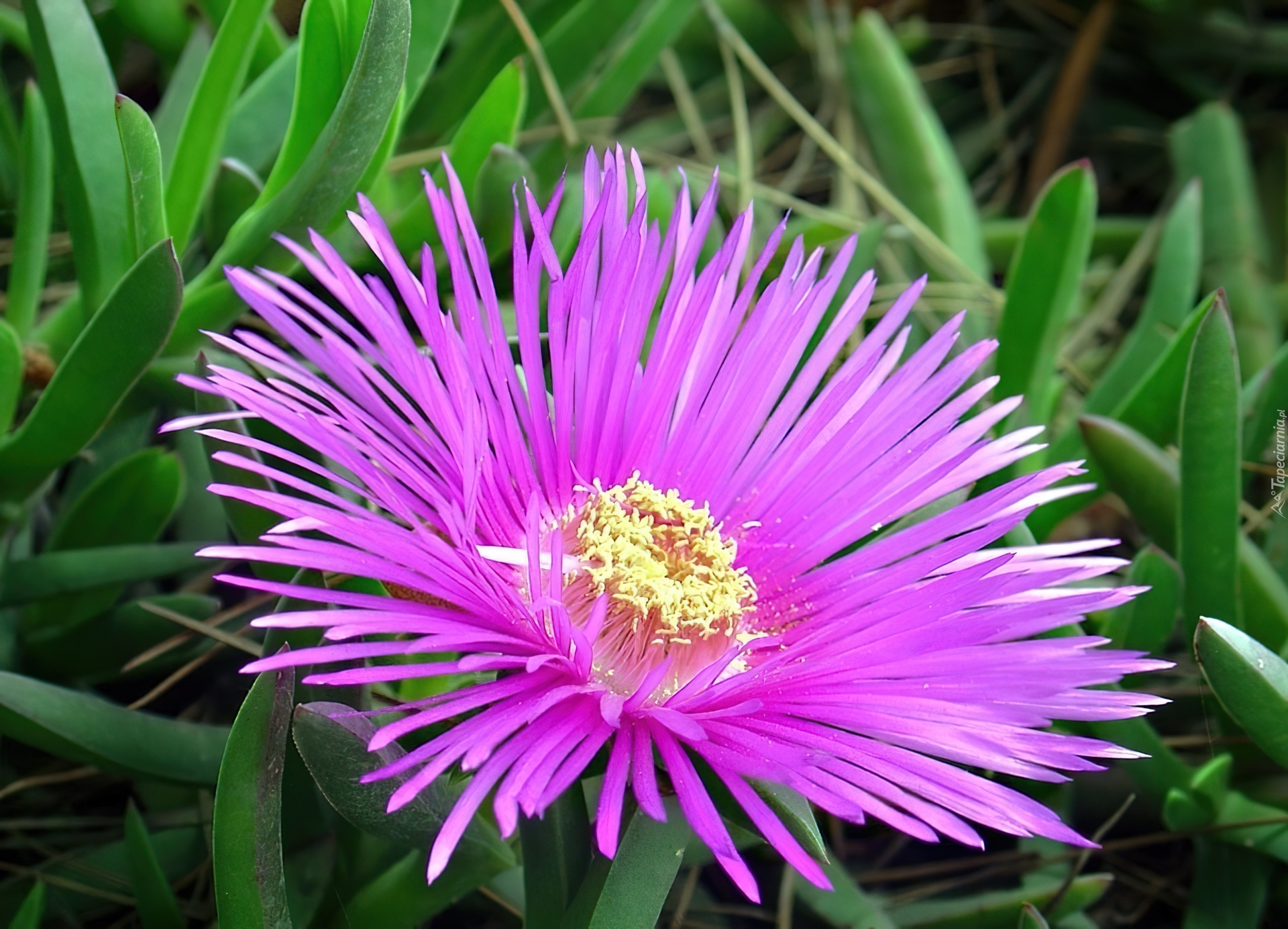 Fioletowy, Aster