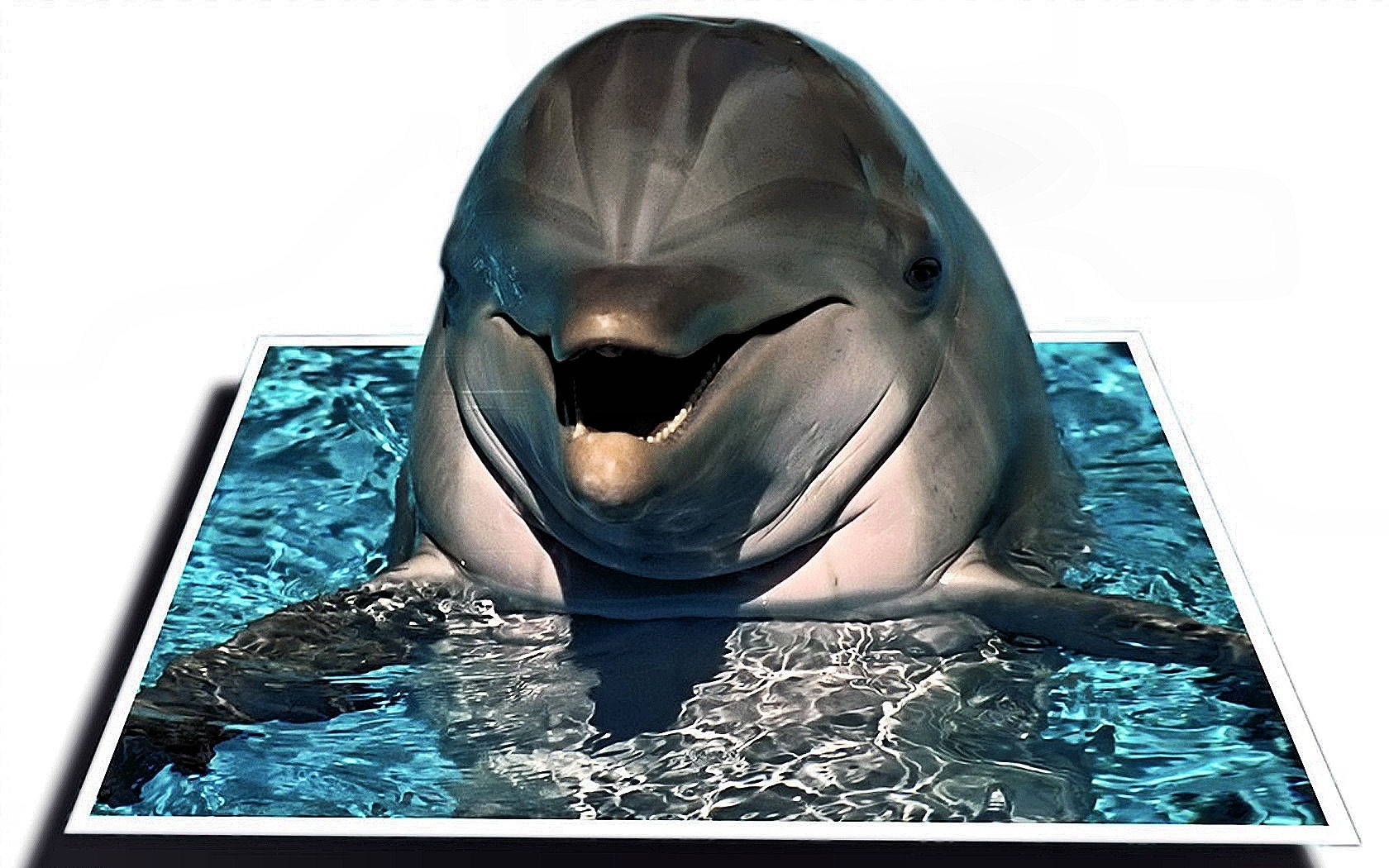 Delfin, Woda, Grafika