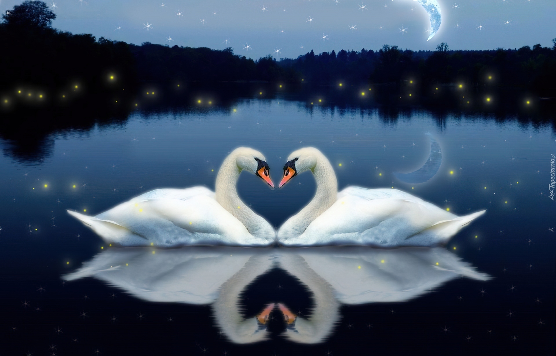 Луна лебединая. Влюбленные лебеди. Лебеди на озере. Пара лебедей. Лебедь ночью.