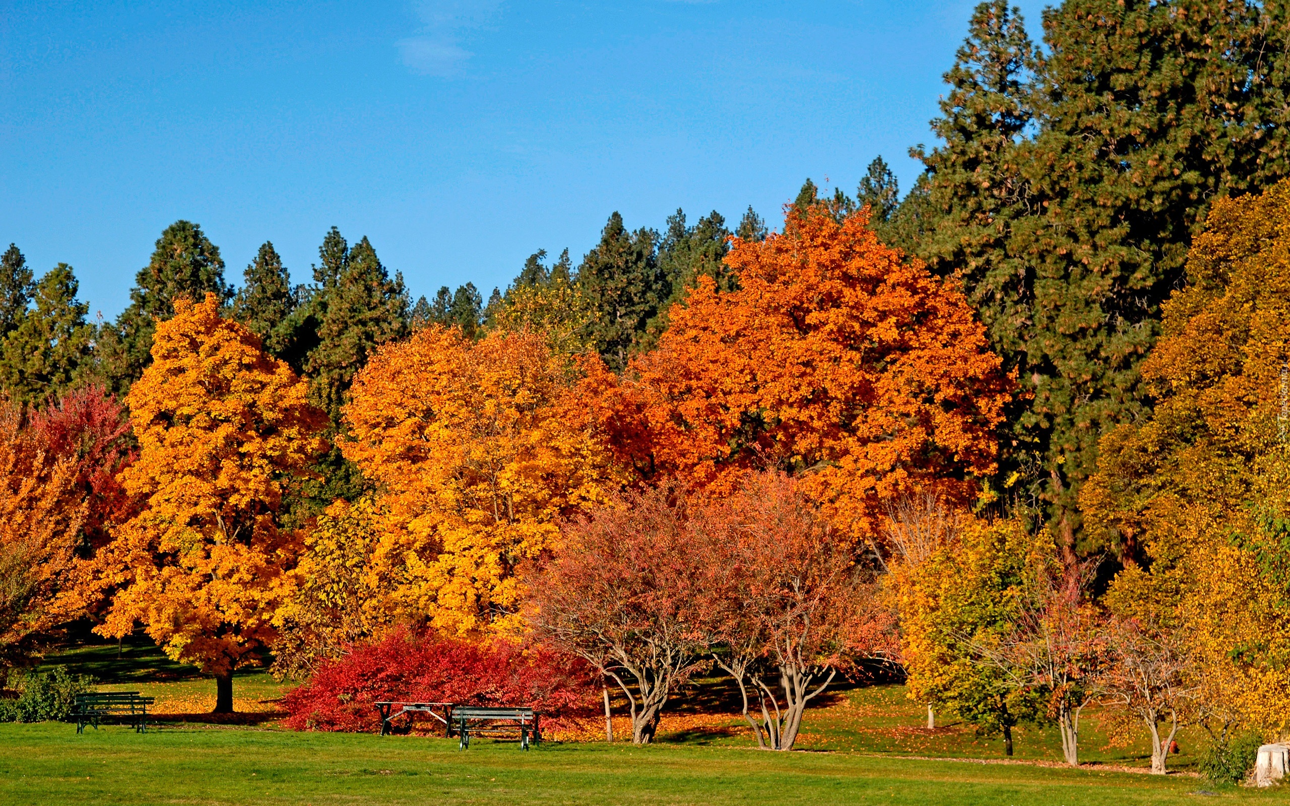 Jesień, Park, Drzewa, Ławka