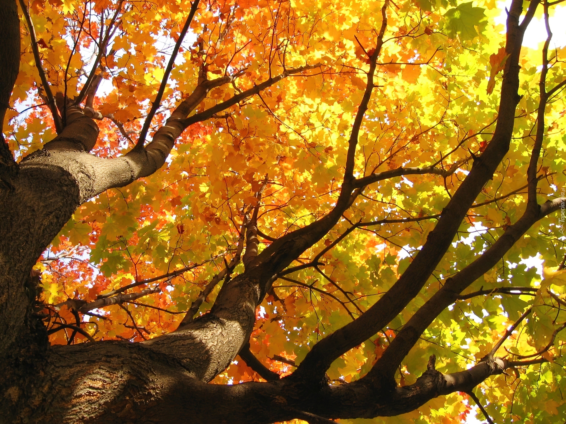 Drzewa, Liście, Jesień