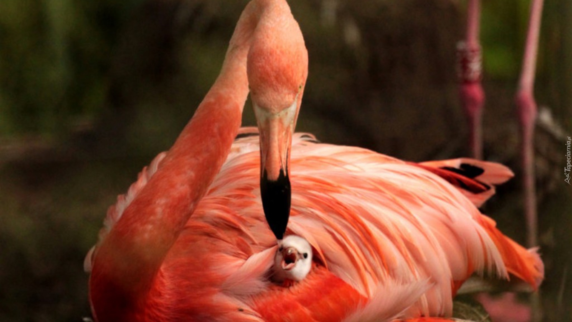 Flaming, Młode