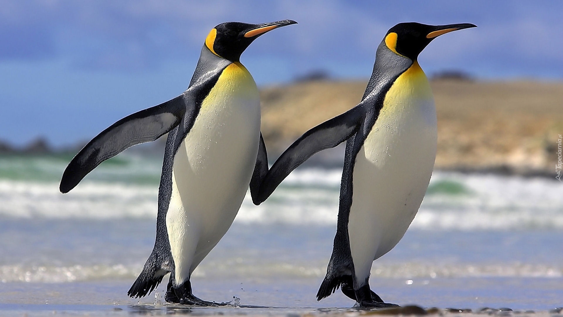 Dwa, Pingwiny, Przyjaźń