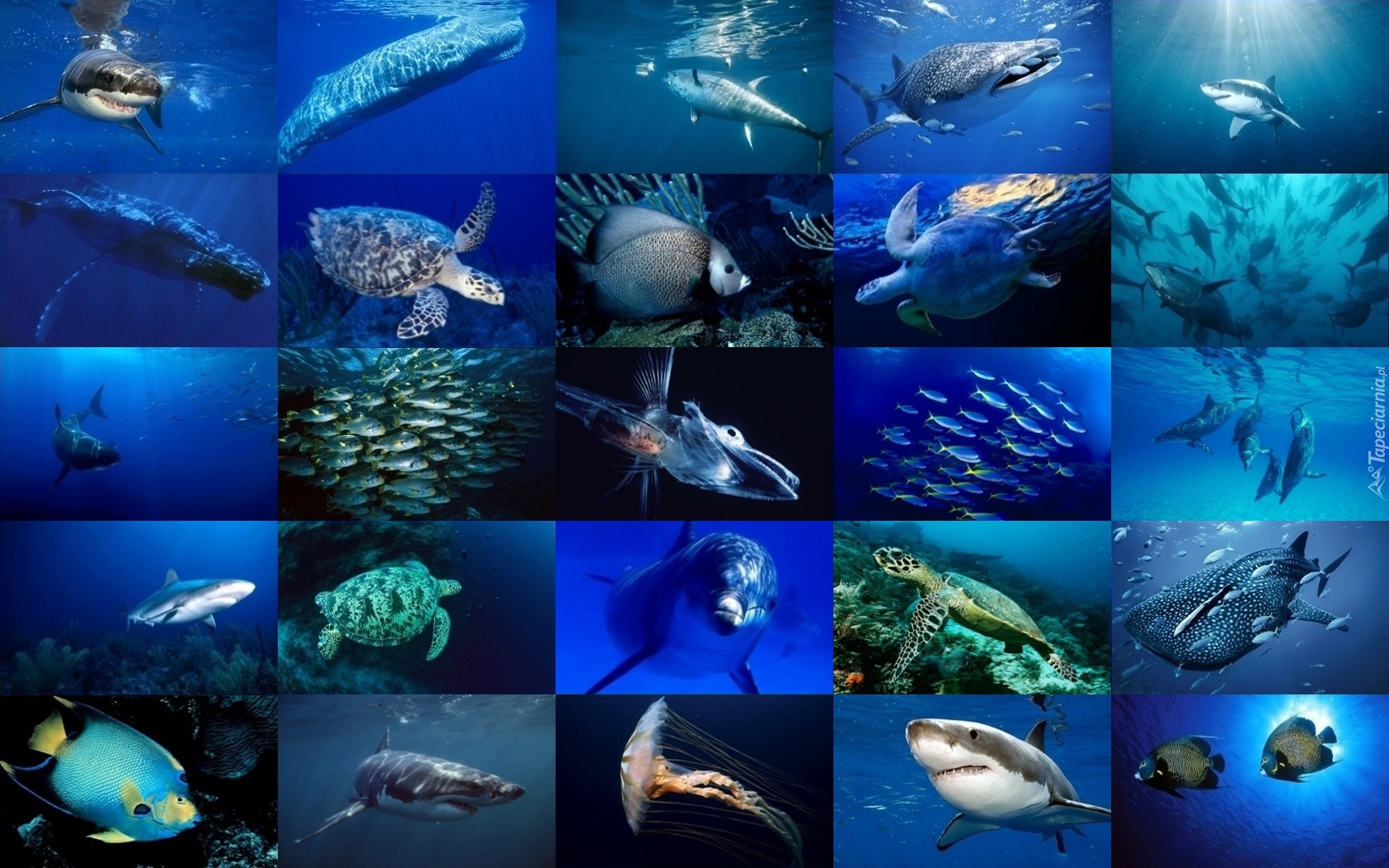Podwodny, Świat, Różne, Gatunki, Zwierząt, Oceanaria