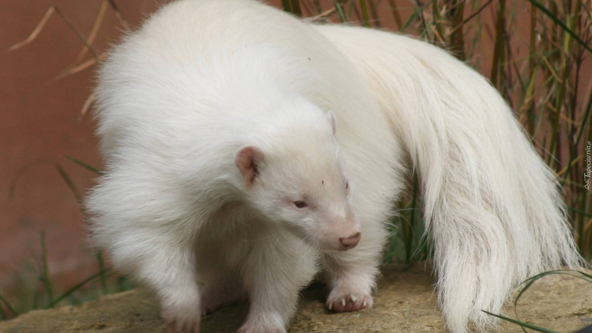 Biały, Skunks