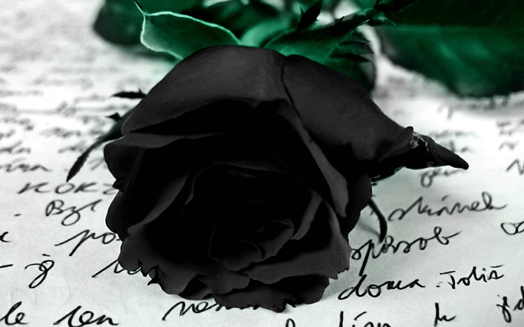 Czarna, Róża, List