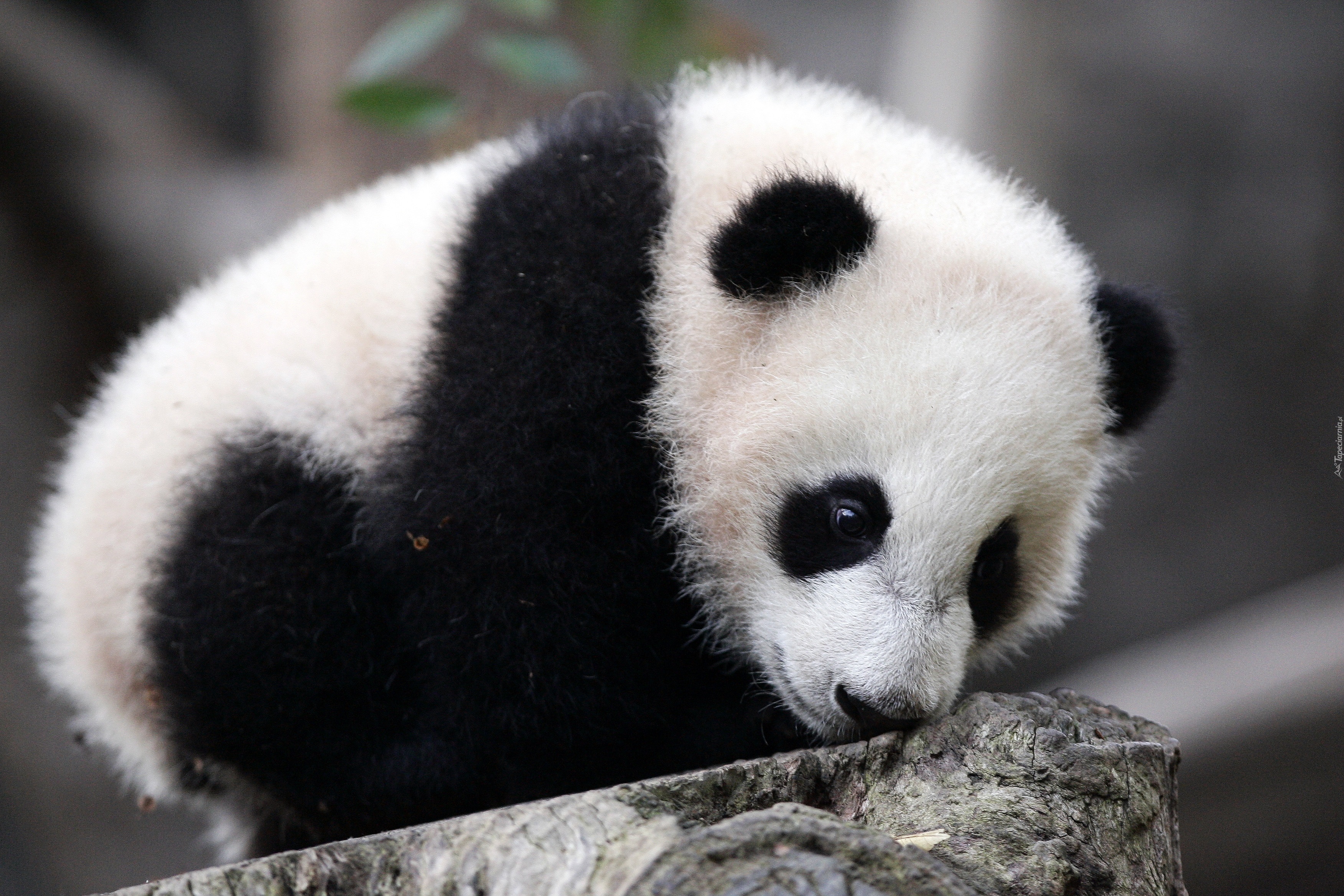 Mała, Panda, Kamień