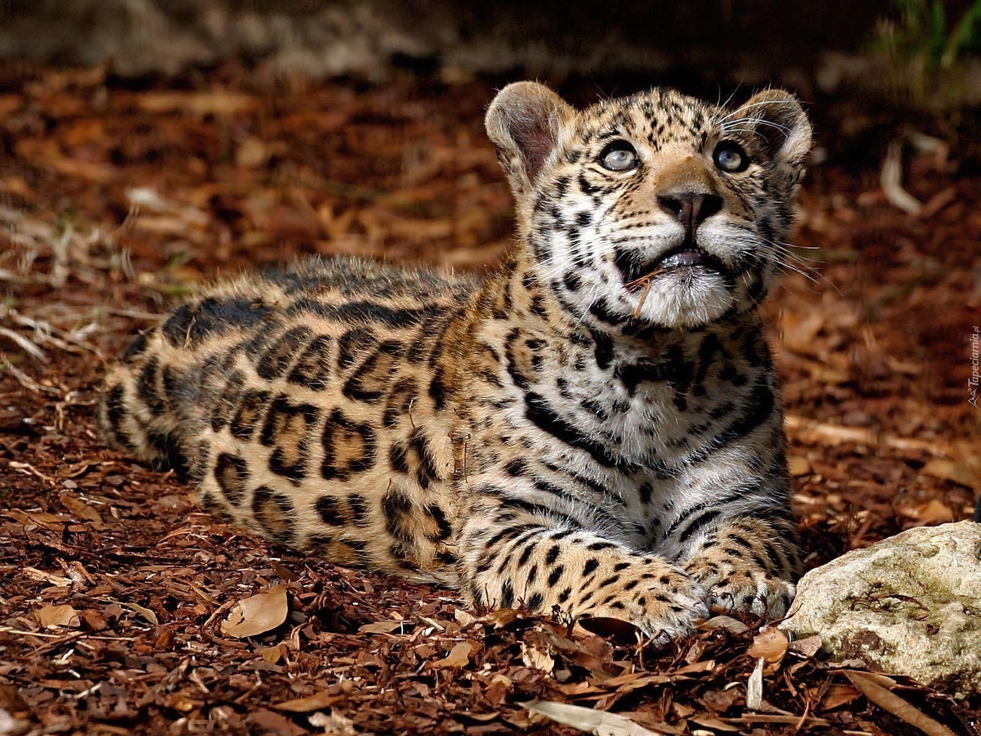 Młody, Jaguar