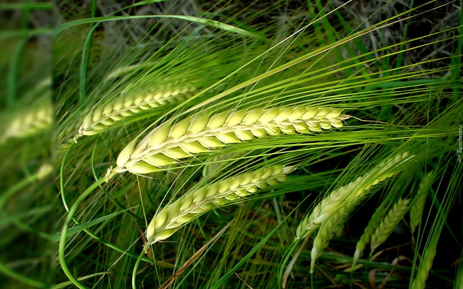 Zielone, Kłosy, Zboża