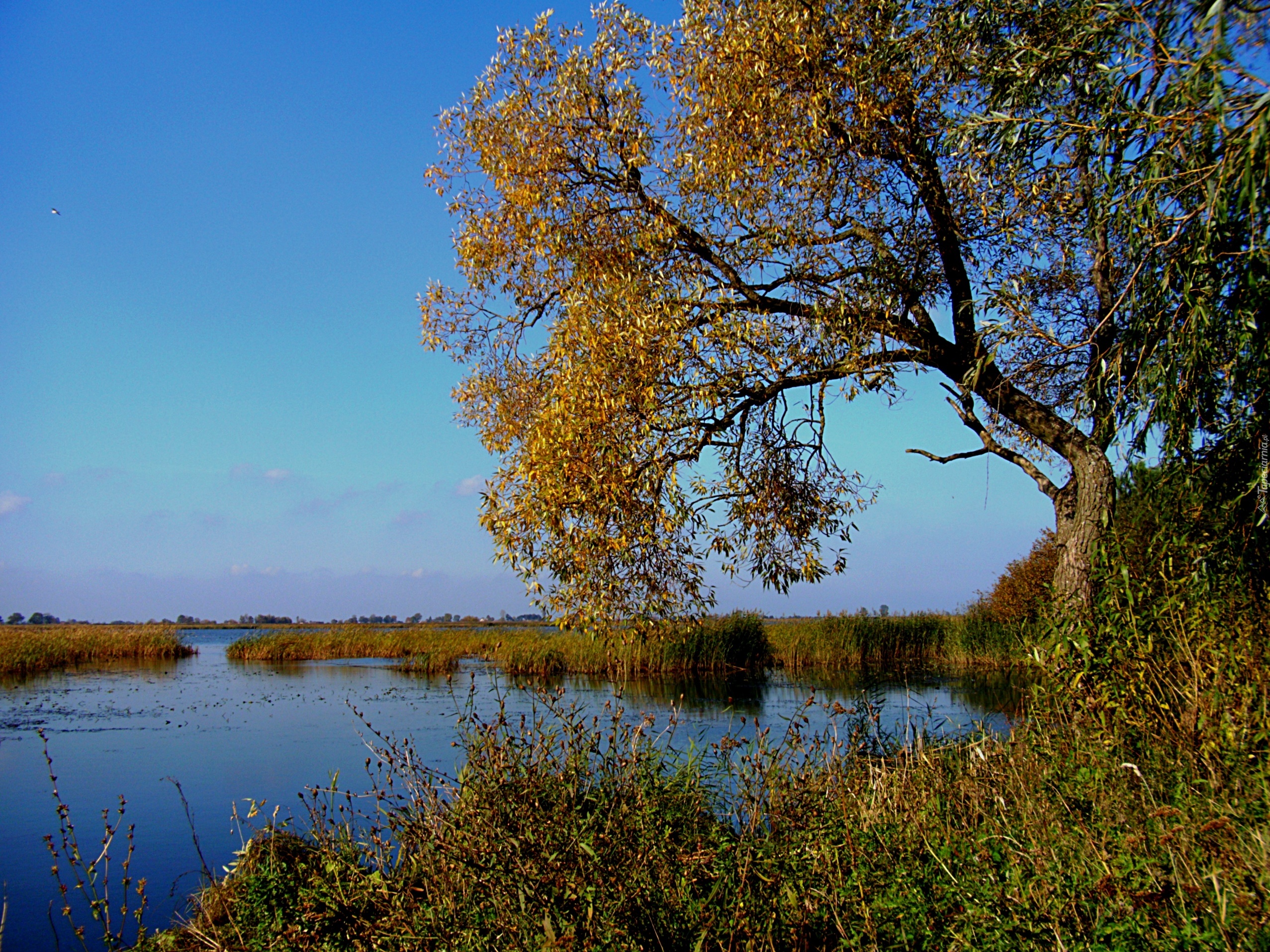 Jezioro, Zieleń