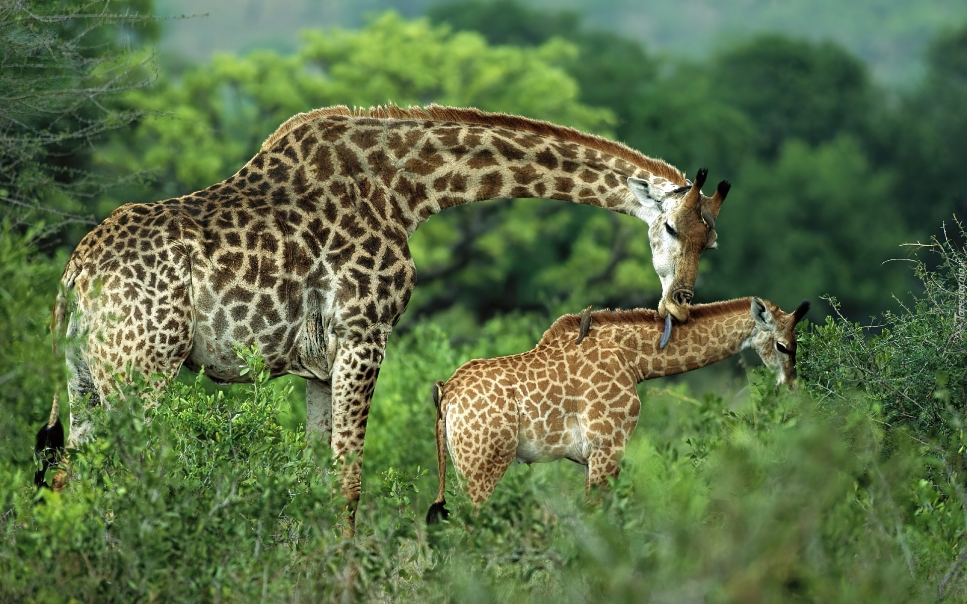 Dwie, Żyrafy, Matka, Dziecko