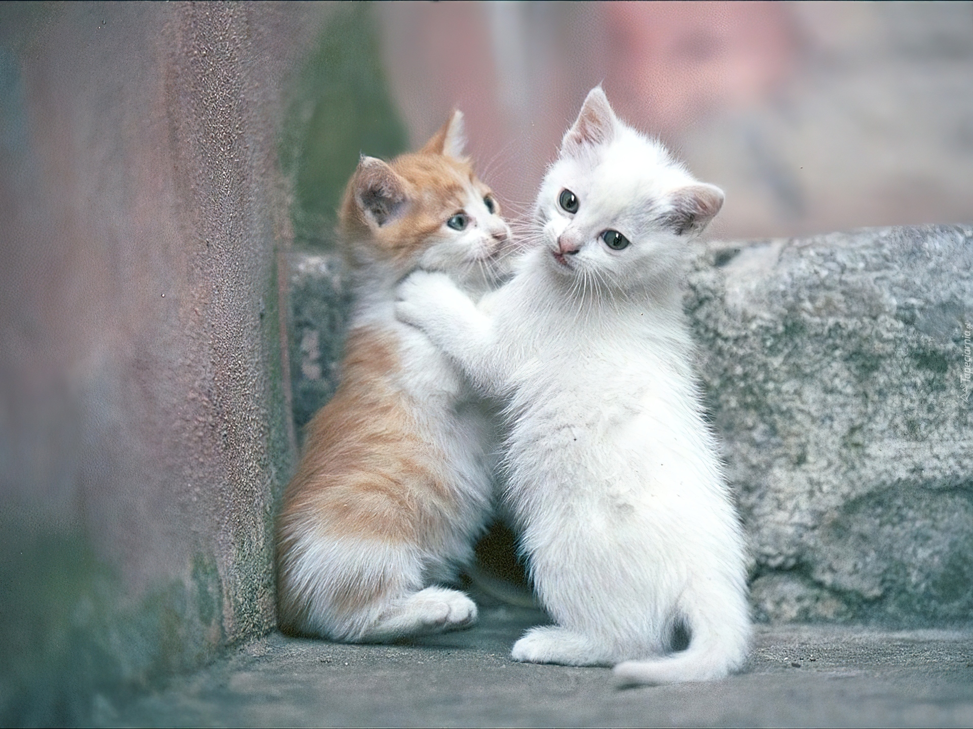 Они все меня хотят как телочки котят. Милые кошки. Два котенка рыжий и белый. Котики обнимаются. Рыже белый котенок.