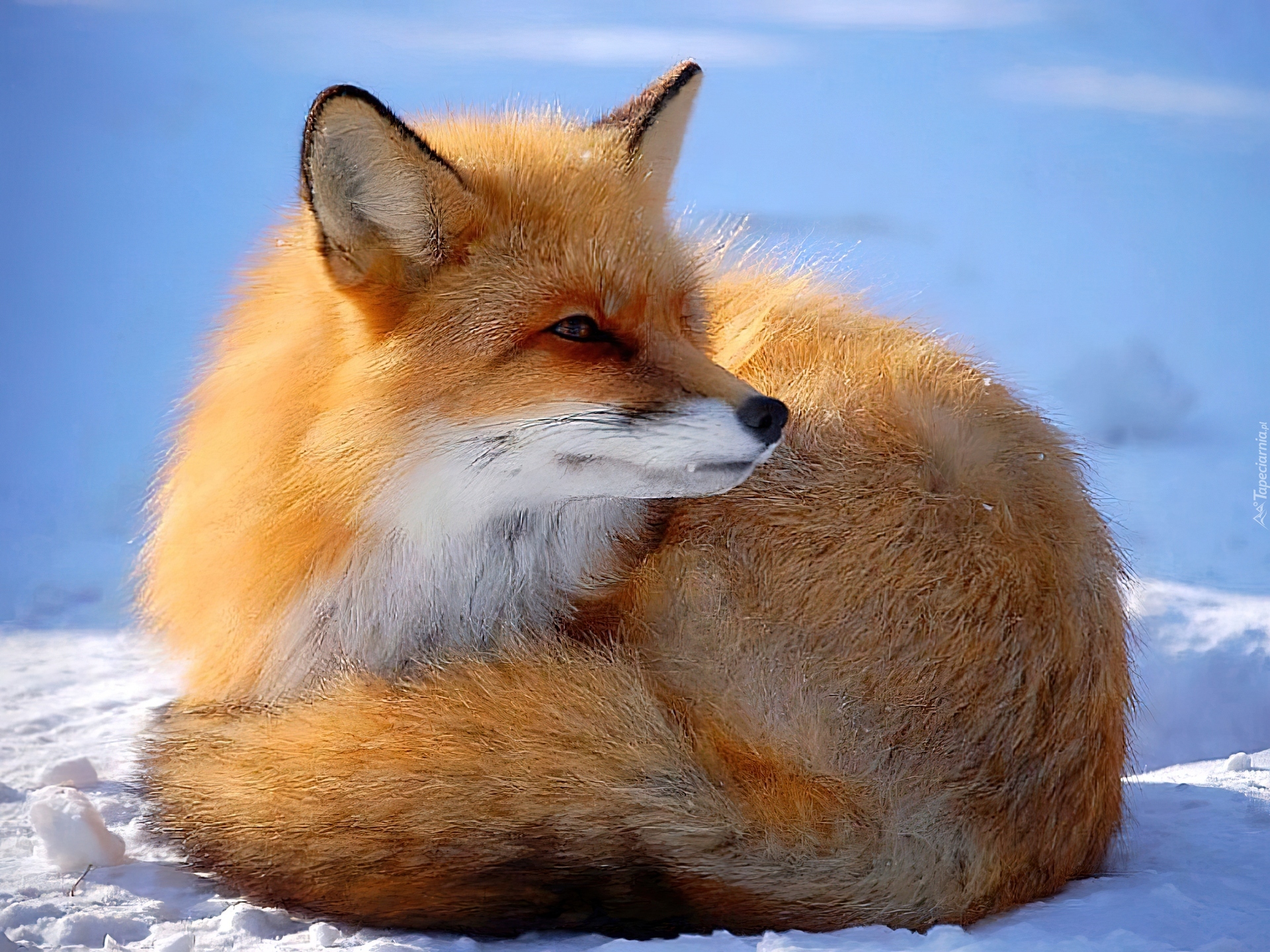 Fox pdf