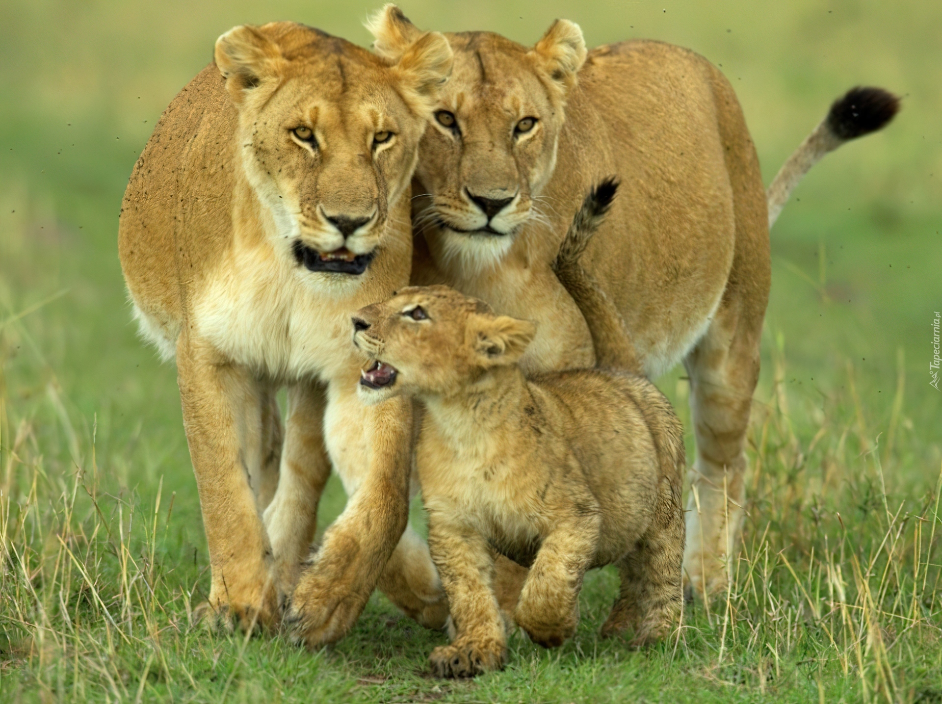 Зверей папа звере мама. Лев львица и Львенок. Львиный Прайд. Африканский Лев Прайд. Детеныш Льва.