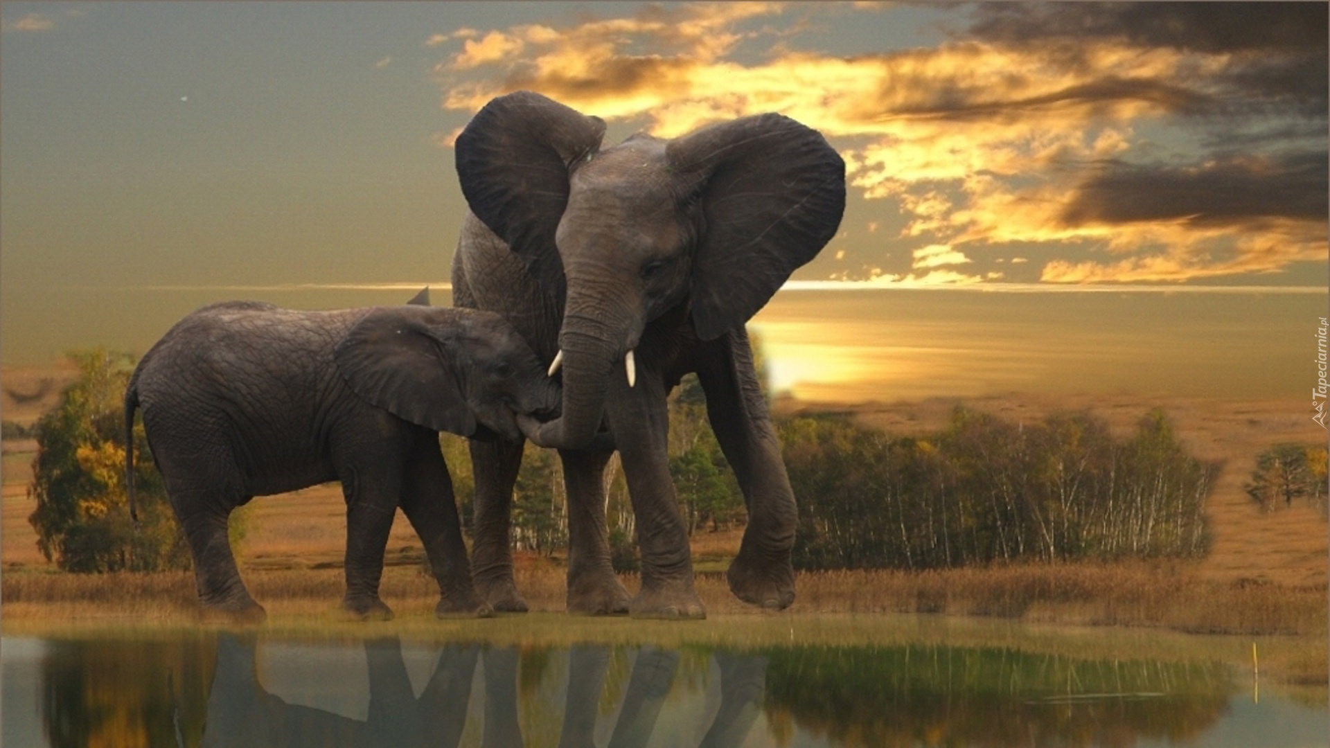 Elephant river. Слоны. Африканские слоны. Слон и Слоненок. Слоны и Слонята.