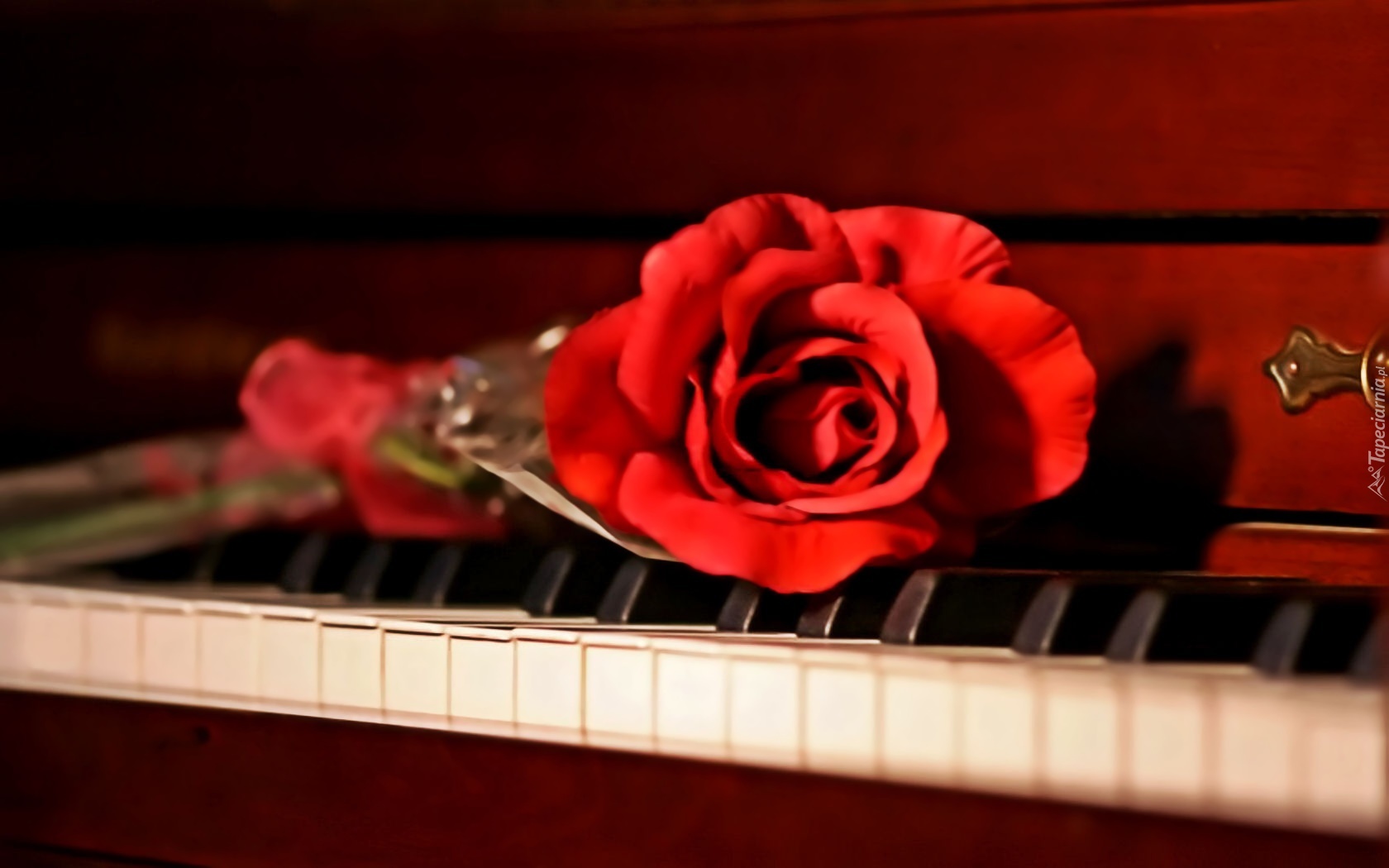 Czerwona, Róża, Pianino