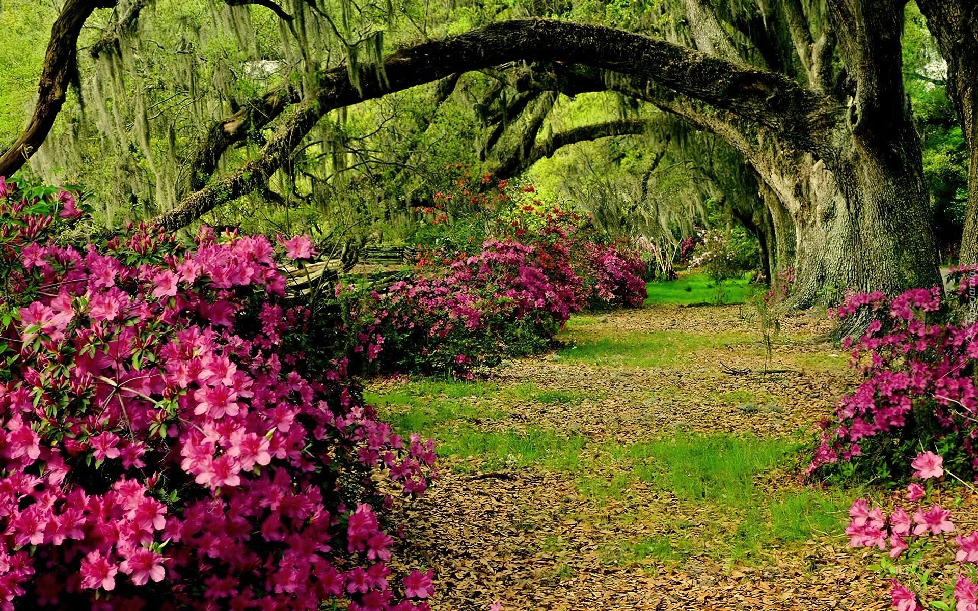 Kwiaty, Różaneczniki, Ogród, Drzewa