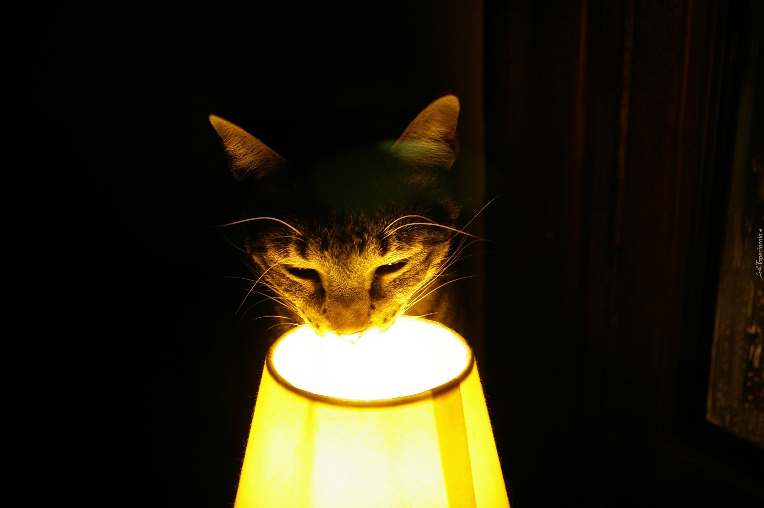 Kot, Pyszczek, Lampa