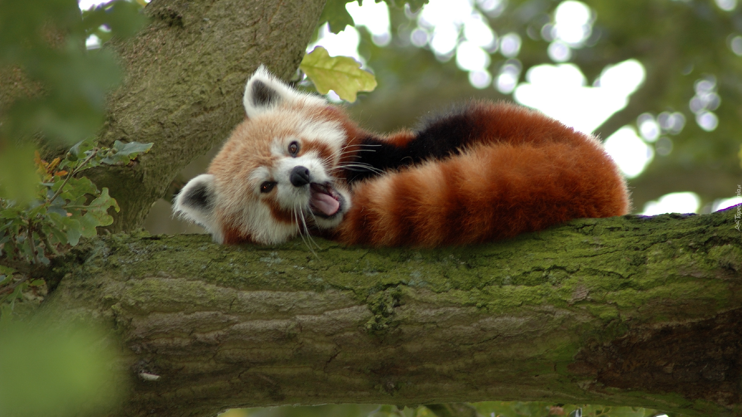 Ziewająca, Panda, Pandka ruda