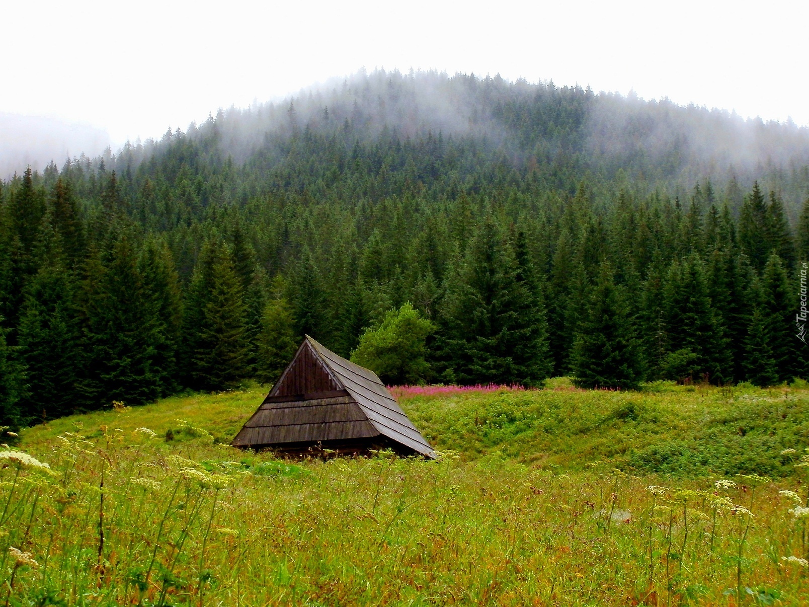 Przyroda, Krajobraz, Góry, Tatry, Polana, Szałas